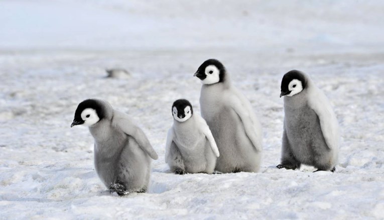 Na Antarktici umrle tisuće mladunaca carskih pingvina. Nestala čitava kolonija